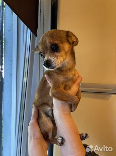 Мини той-терьер