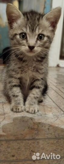 Отдам котенка в добрые руки