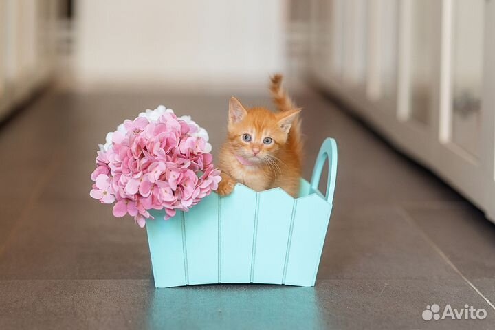 Рыжий котенок мальчик ищет свою семью