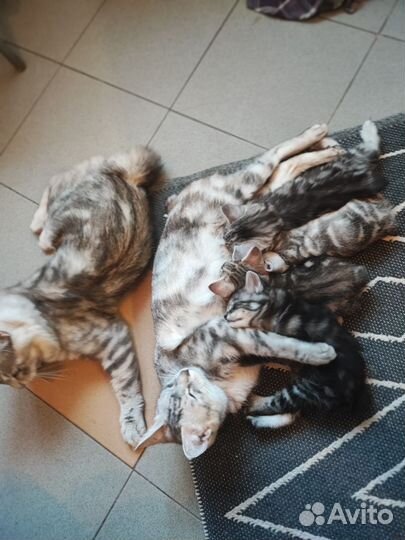 Кошки, питомцы домашние