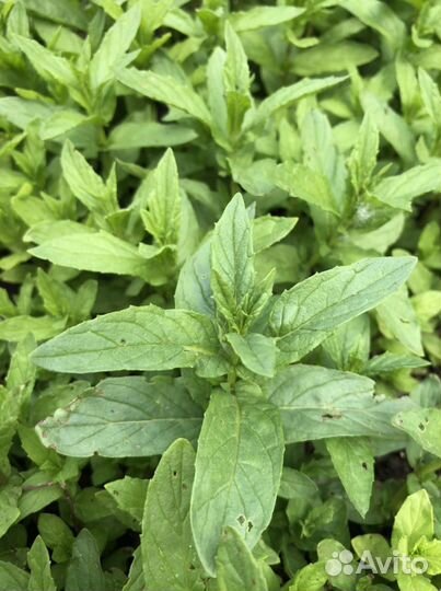 Мята двух сортов