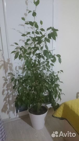 Продам фикус