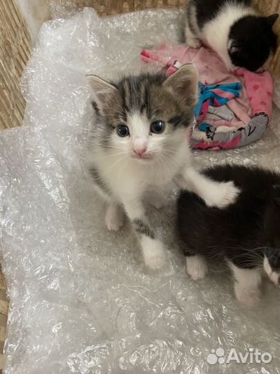 Котята в добрые руки