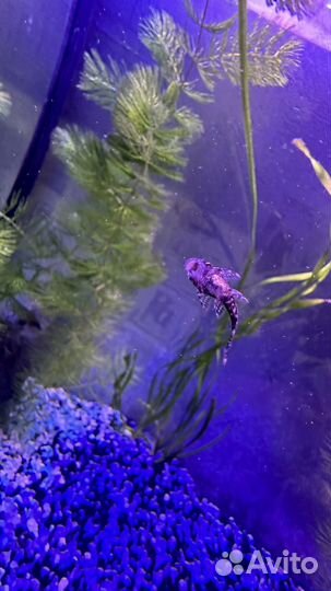 Аквариумные рыбки