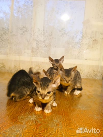 Канадский сфинкс котенок