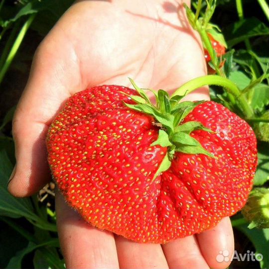 Чамора Таруси (саженцы)