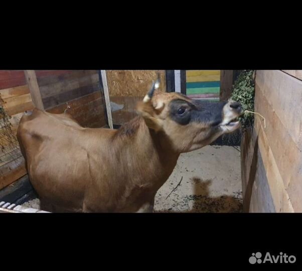 Молоко коровье домашнее,творог,масло,сметана