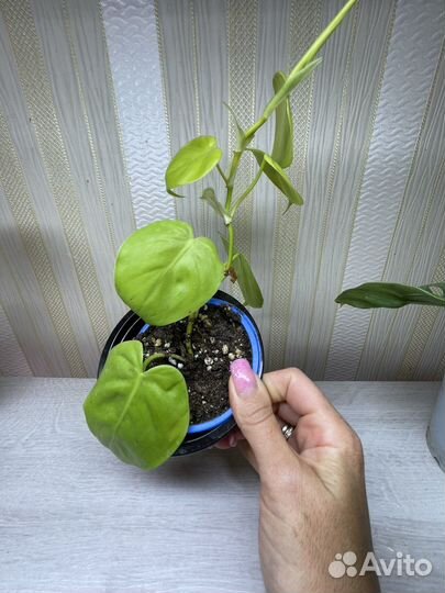 Комнатные растения