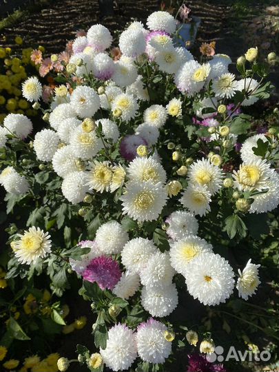 Хризантемы 4 шт 500 рублей