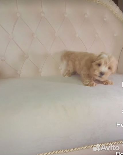 Мини mini мальтипу