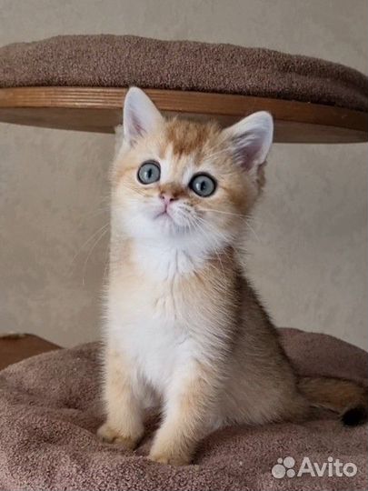 Золотая шиншилла