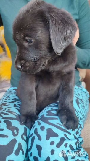 Щенки лабрадора черные