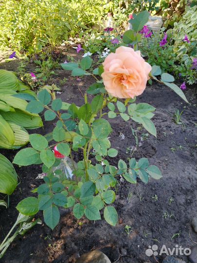 Кустовые розы