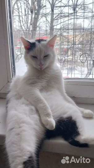 Огромный кот Армани ищет дом