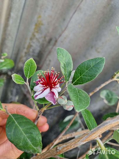 Фейхоа,спирея