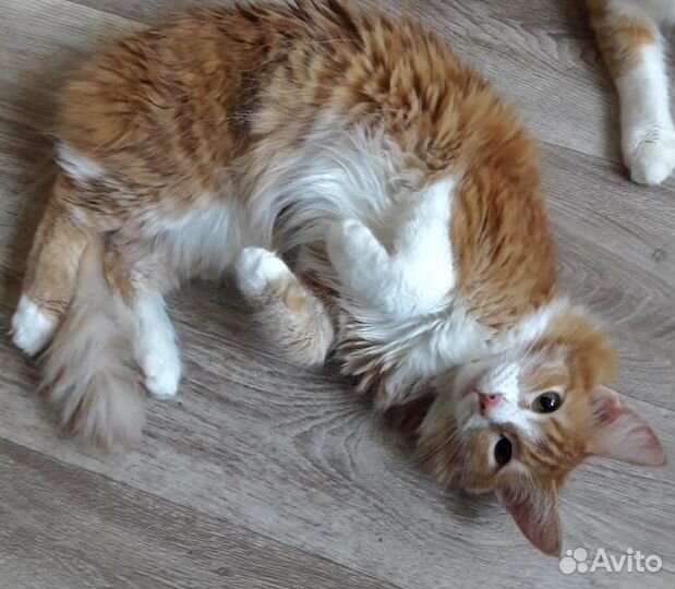 Котик в добрые руки