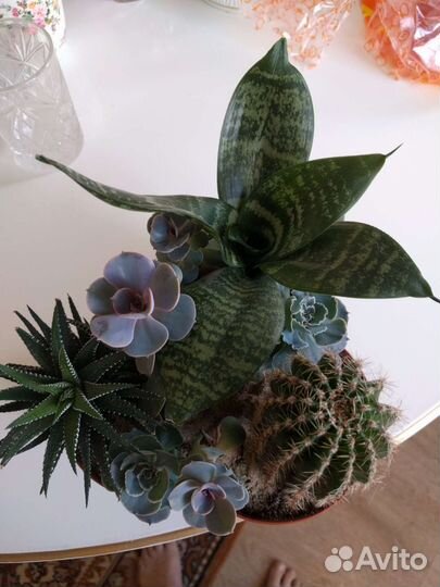 Кактусы и суккуленты, Алоэ, Золотой Ус