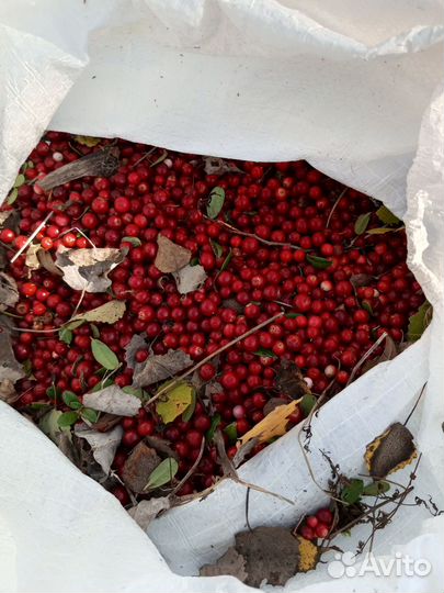 Брусника свежая