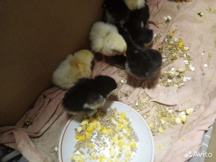 Петухи большие цыплята джерсийский гигант