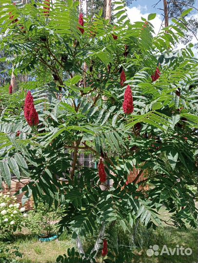 Саженцы сумах оленерогий