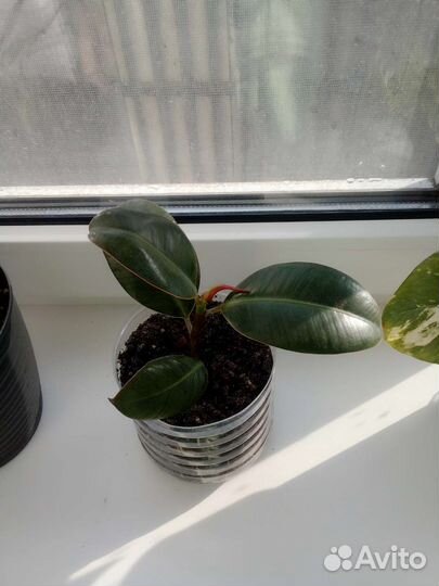 Фикус мелани