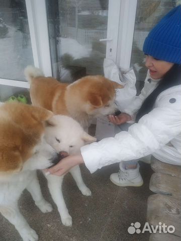 Променад Корм сухой для собак