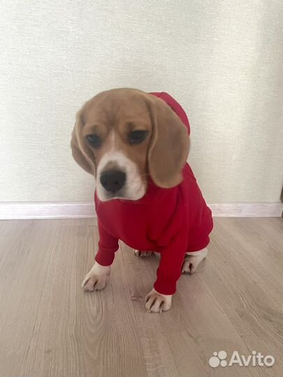 Красная худи, толстовка на среднюю собаку