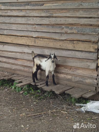 Козы козлята козлы