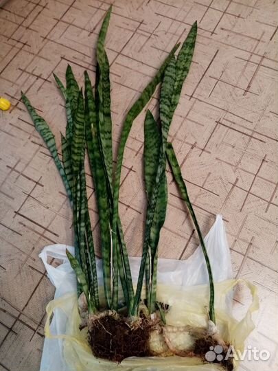 Сансевиерия