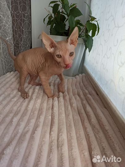 Донской сфинкс