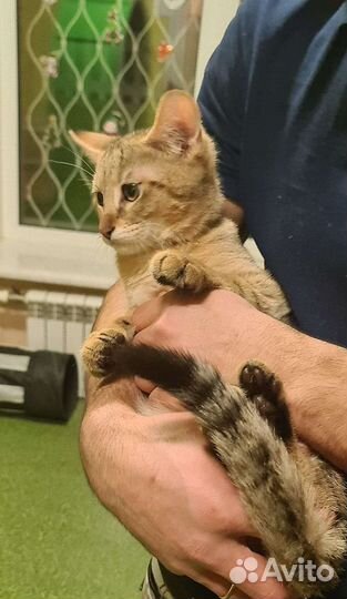 Кошка чаузи ф1