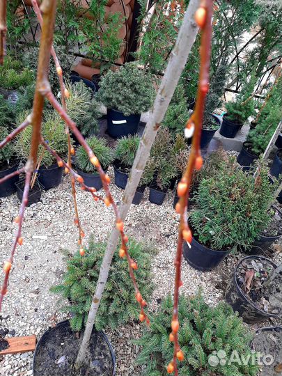 Верба плакучая