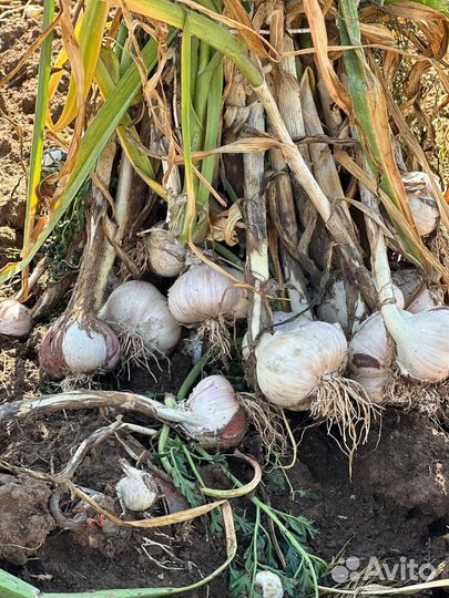 Чеснок озимый на посадку