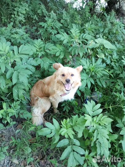 Отдам собаку в добрые руки