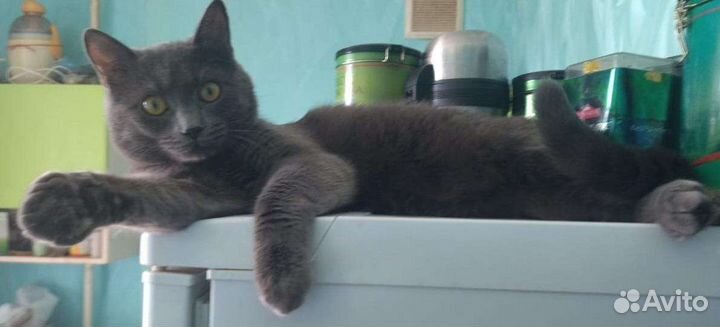 Серый кот