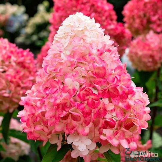 Гортензия метельчатая, саженцы