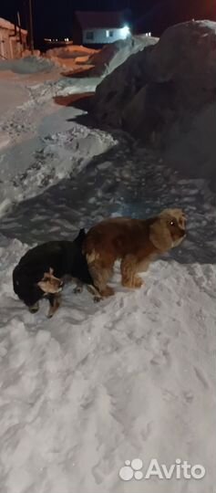 Щенки английского спаниеля