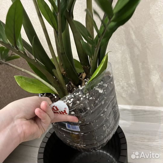 Замиокулькас