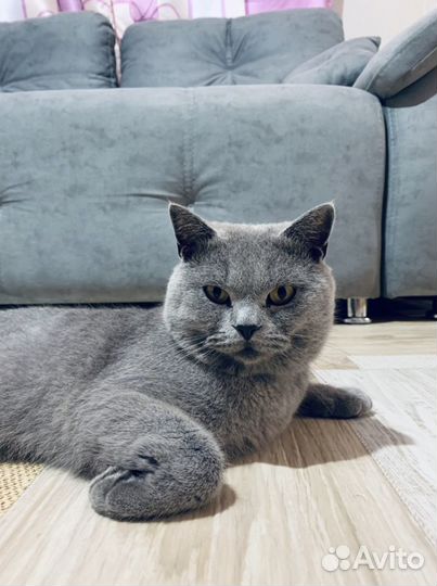 Британский кот вязка