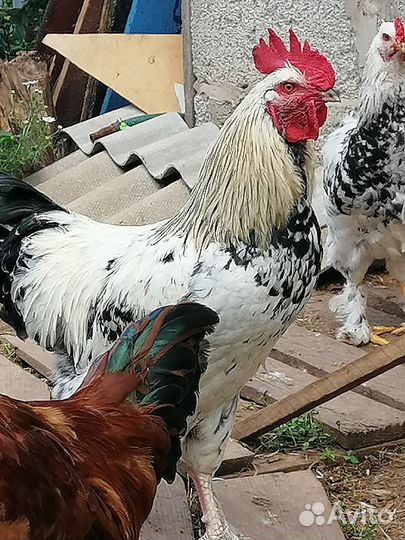 Продаётся петух