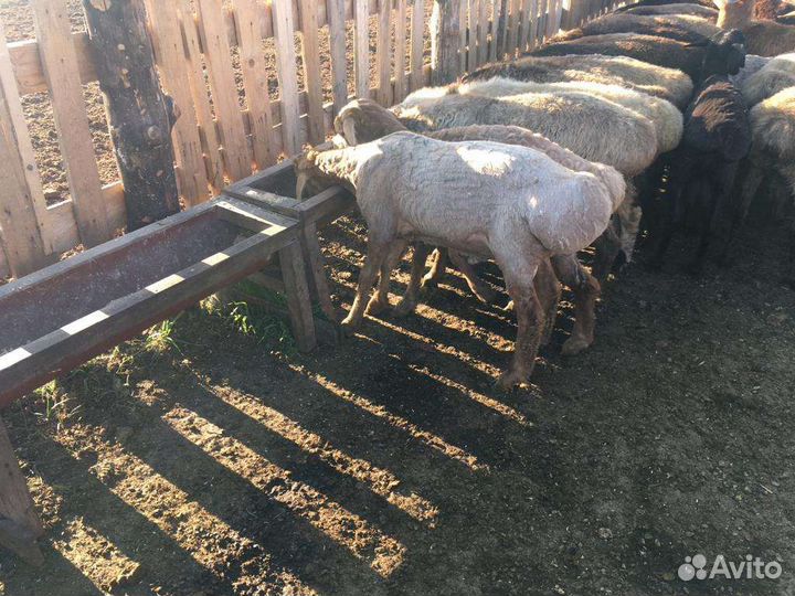 Курдючные бараны овцы