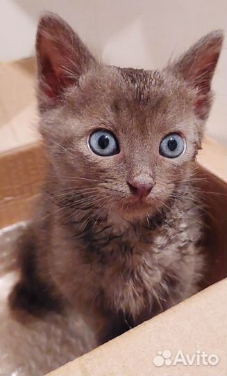 Котенок в добрые руки