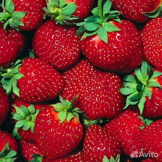 Сборщик клубники и овощей Вахта