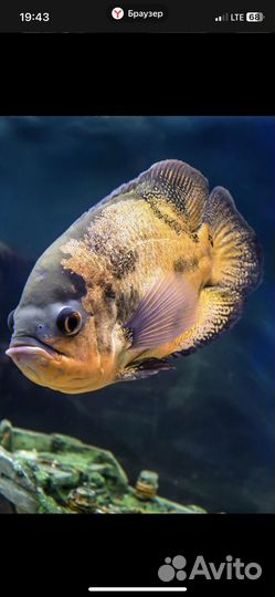 Астронотус. Продам