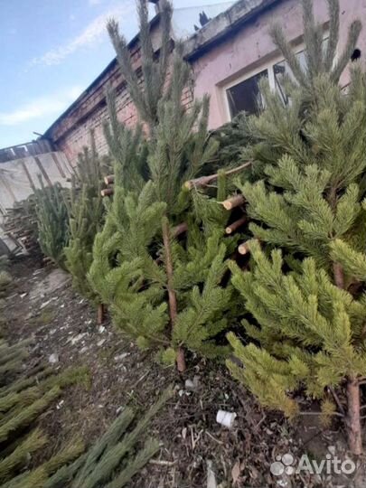 Сосна оптом