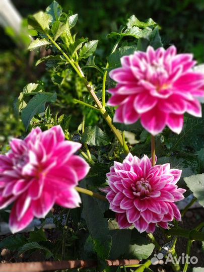 Георгины - обмен на растения