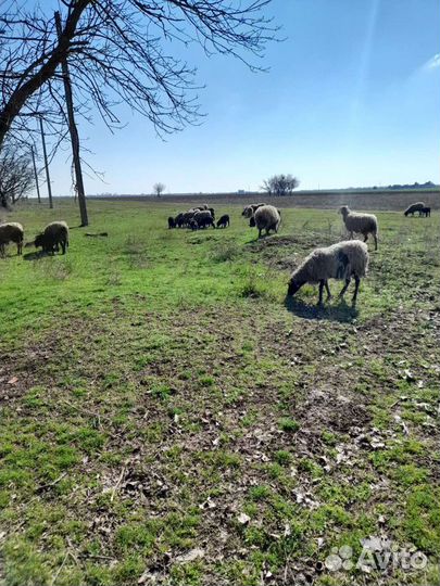 Овцы бараны