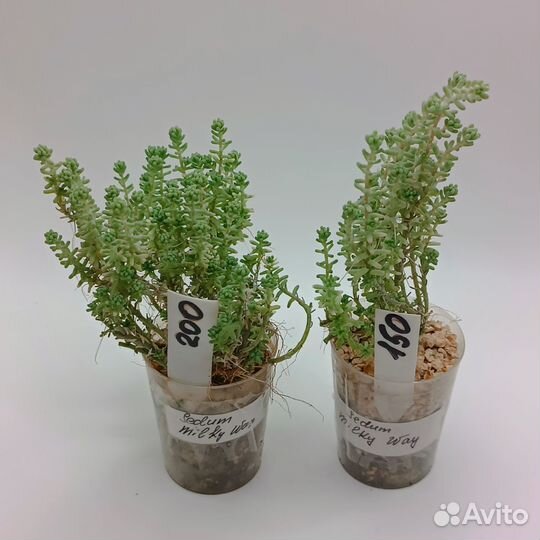 Суккуленты седумы 1