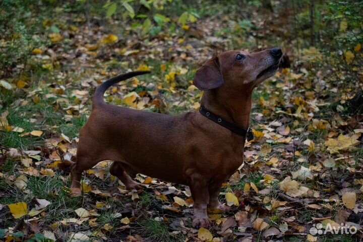 Такса вязка (кабель)