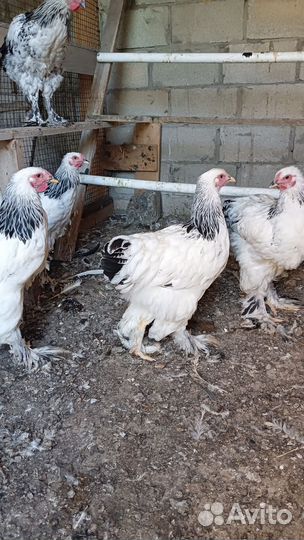 Молодка Брама